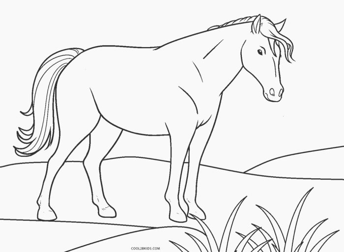 pferd pferde ausmalbilder tiere malvorlagen fohlen kinder rides filly malvorlage skizze schoenes inspirierend shetty einzigartig einhorn hunde kostenlose nore